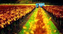 Wine Exports | South Australia, Australia & Worldwide